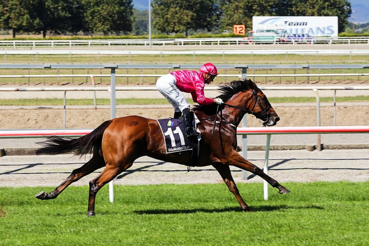 Young stallions produce at Matamata