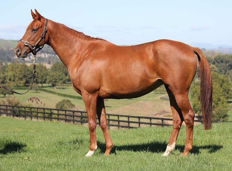 Valachi Downs’ annual broodmare reduction online