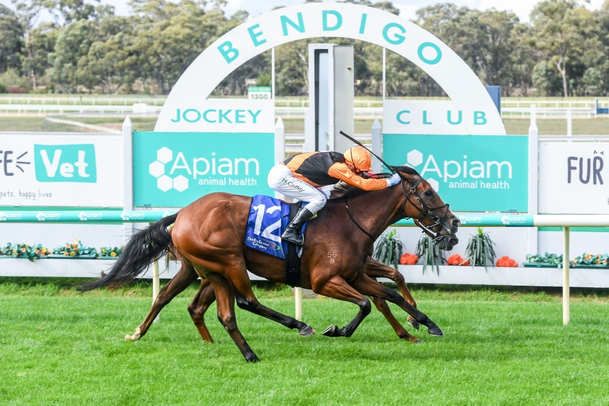 Kiwi-bred filly scores first up