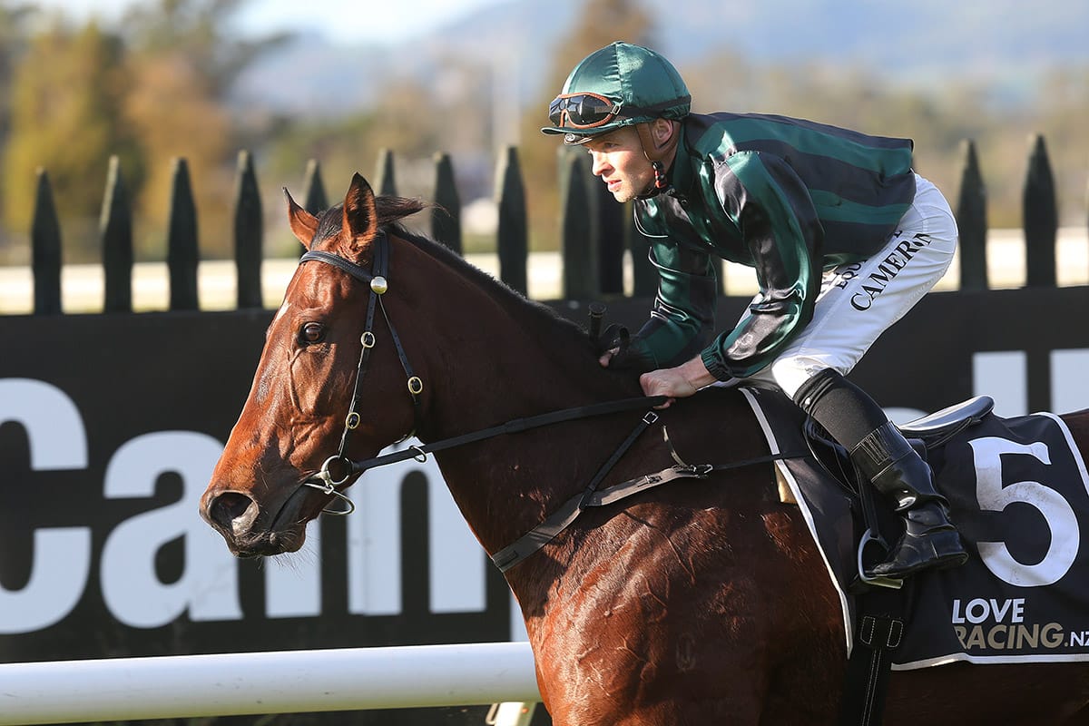 Cameron provides class reminder with stakes double at Rotorua