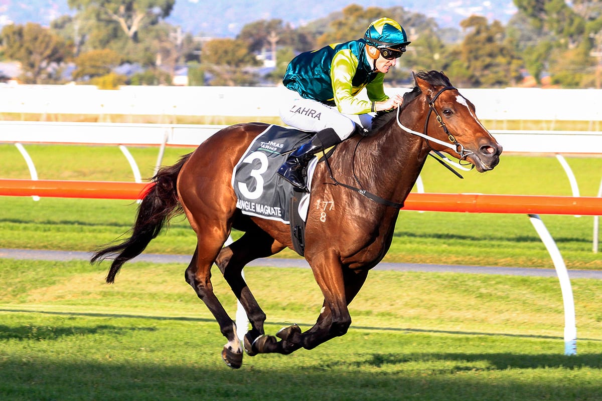 Tarzino’s Jungle Magnate lands South Australian Derby
