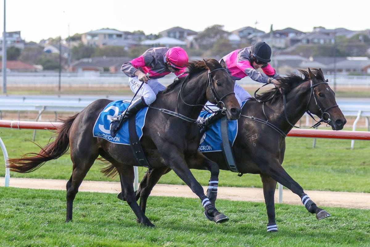 Kiwi-bred wins Brierly Steeplechase