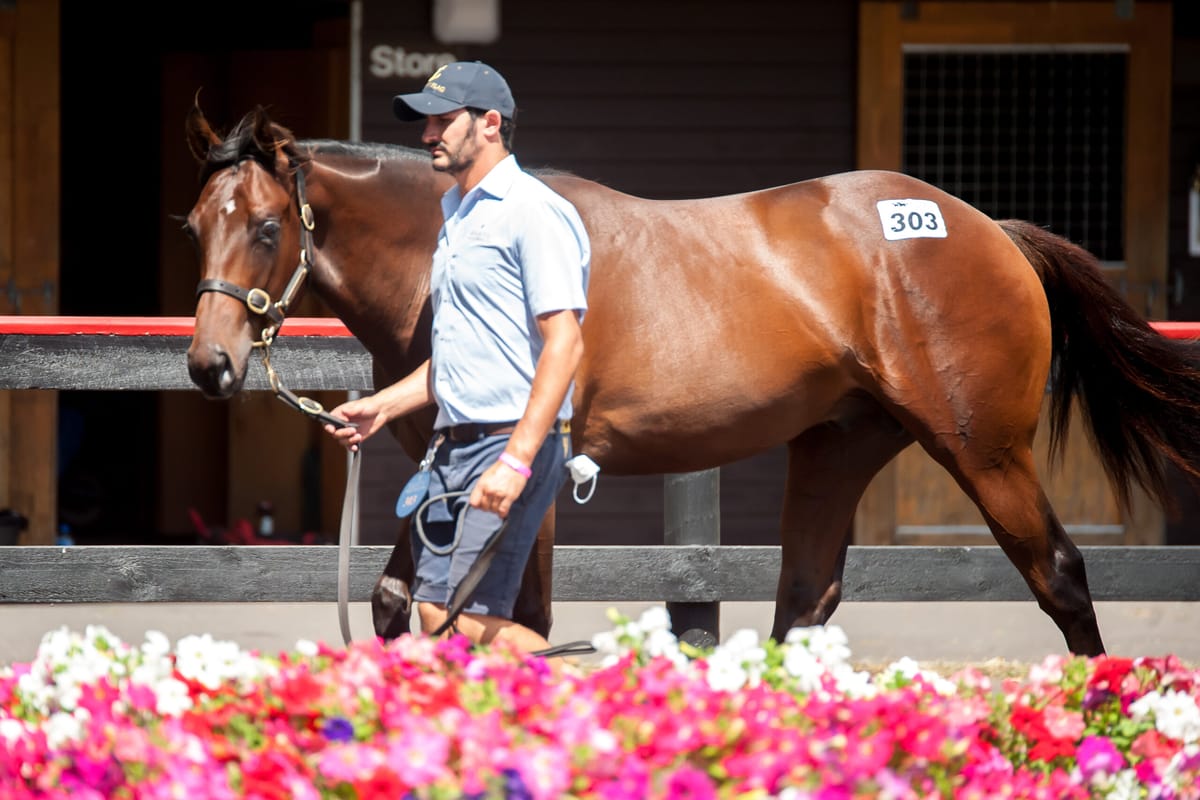 Bespoke Valachi Downs Offering in Weanling Supplementary Catalogue