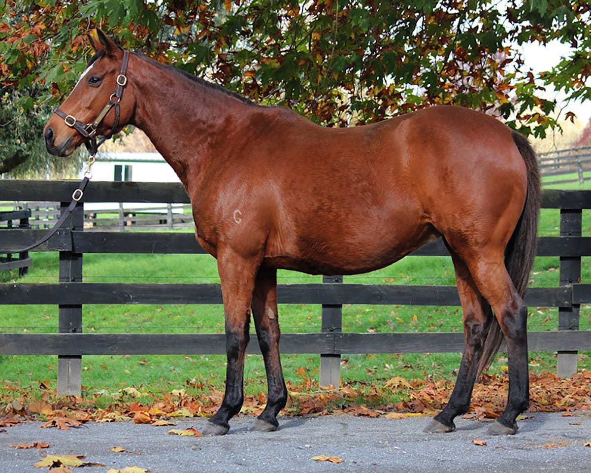 Baggy Green top scorer at Valachi Downs broodmare dispersal