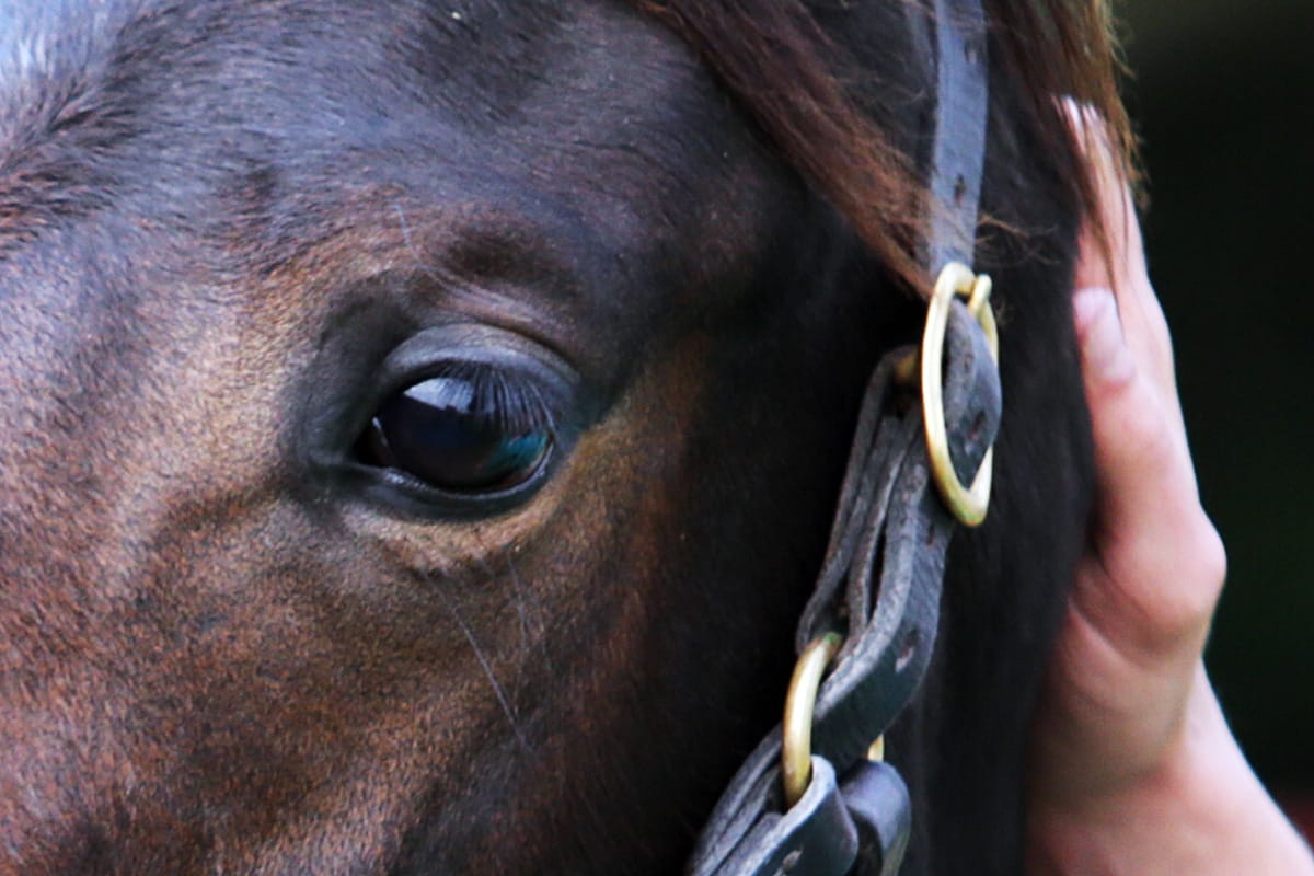 Hawke’s Bay Weanling Walk this weekend