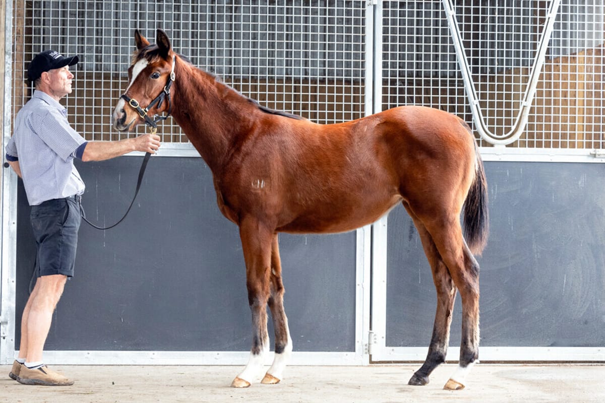 Superior Bloodlines Dominate NZB National Weanling Sale Catalogue
