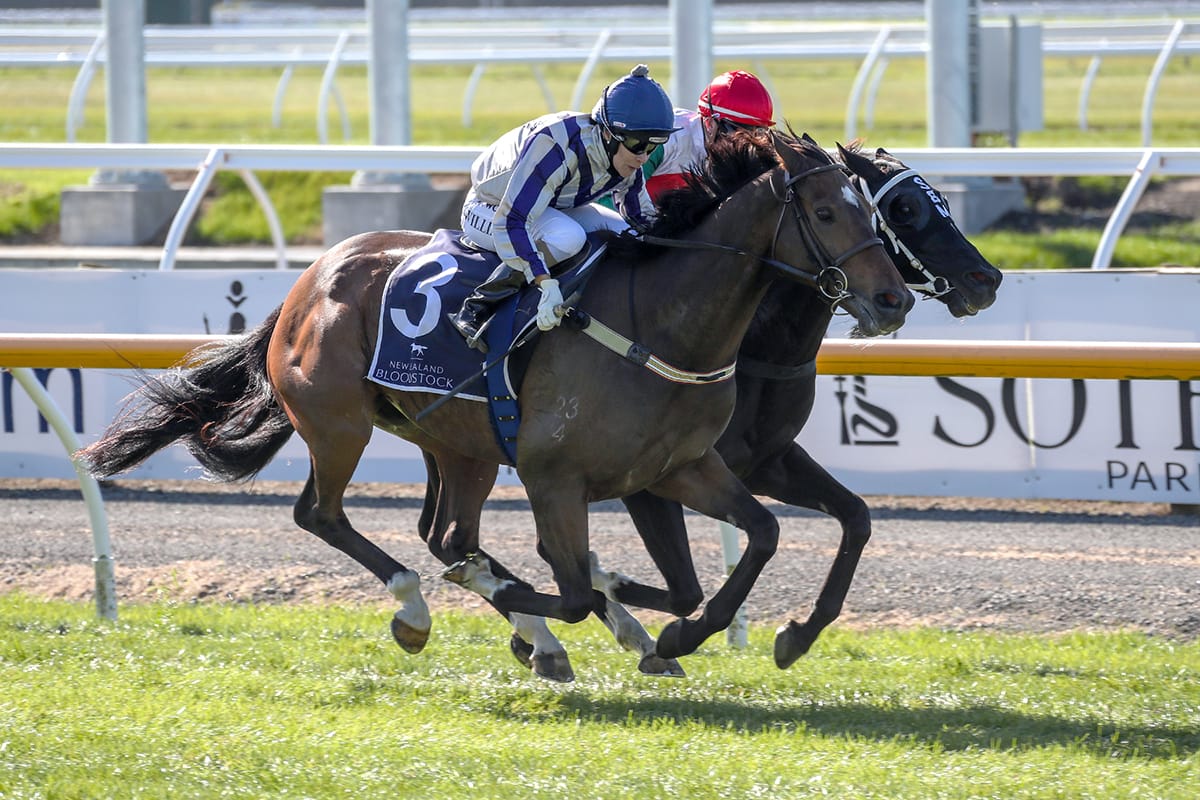 Bargain buy Original Gangster primed for Amberley Cup