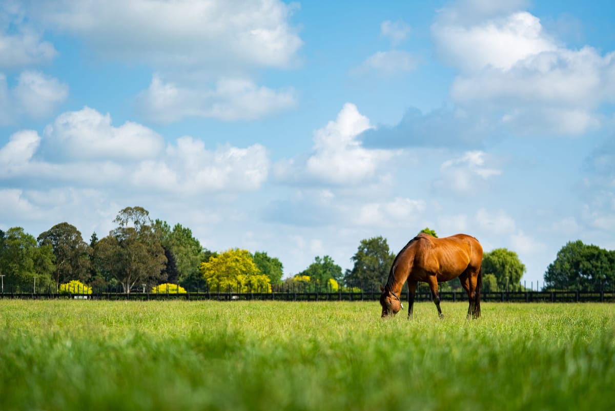 Pencarrow Stud’s annual reduction continues online