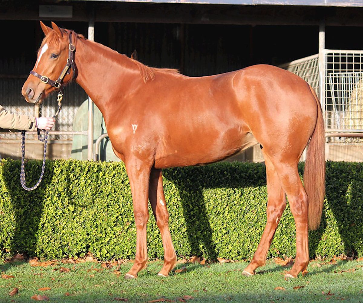 Valachi Downs young guns on offer