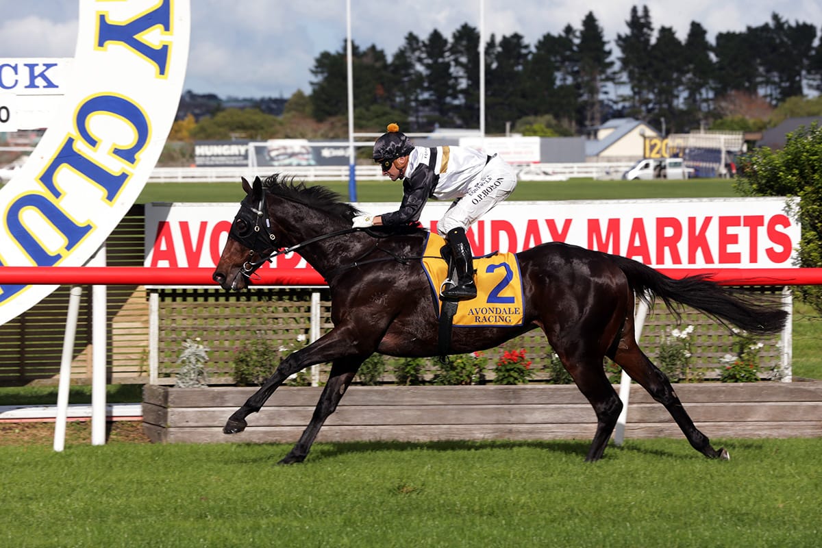 Turn The Ace turns up trumps at Avondale