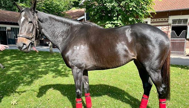 Elleegant steps up work in France