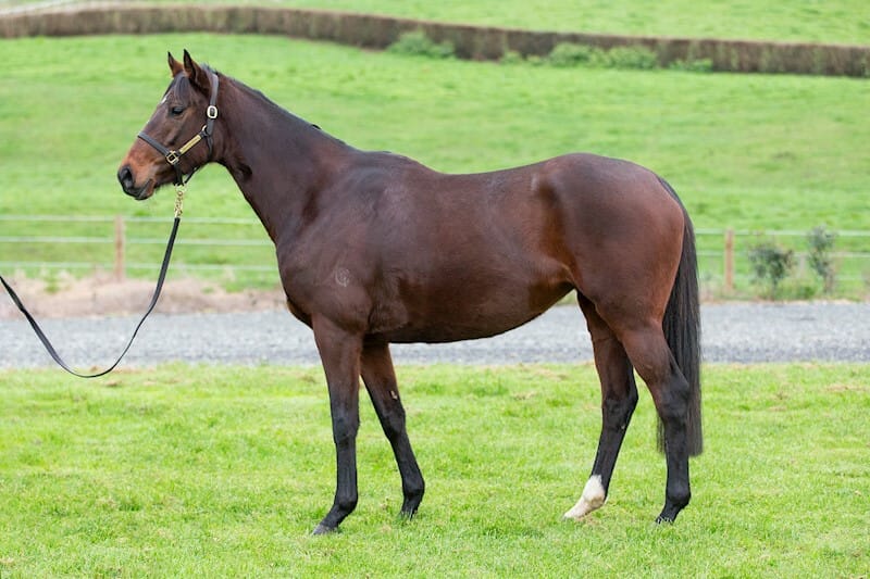 Gavelhouse Plus Broodmare Sale Offers Quality Breeding Prospects