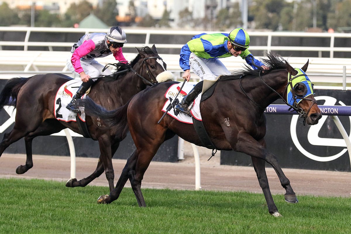 Calmsir shapes as exciting stayer