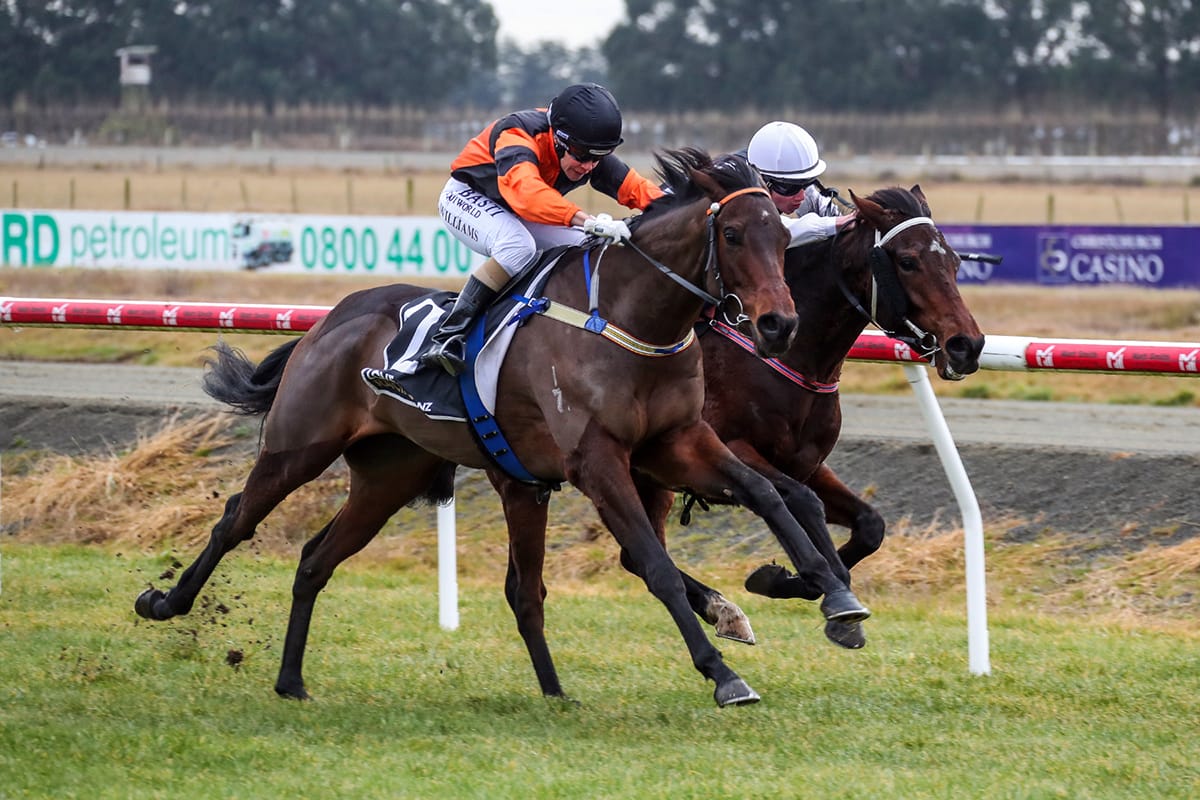 Lord Darci on trial for Winter Cup