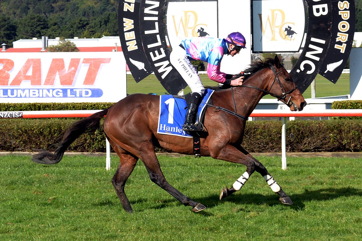 Nelson and McDougal claim Wellington Hurdles with Nedwin