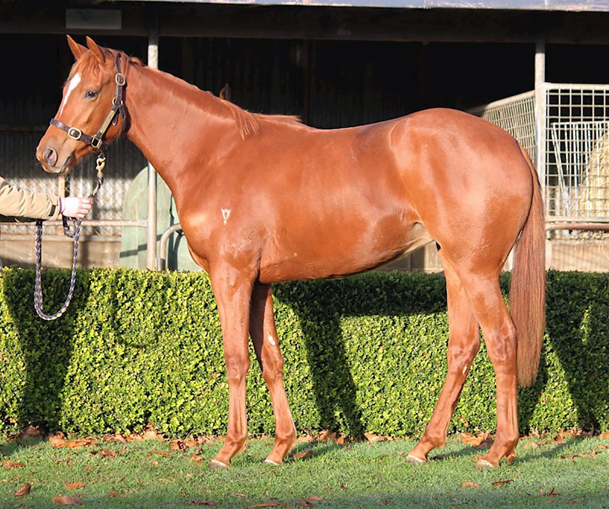 Baggy Green the headline act again in Valachi Downs dispersal