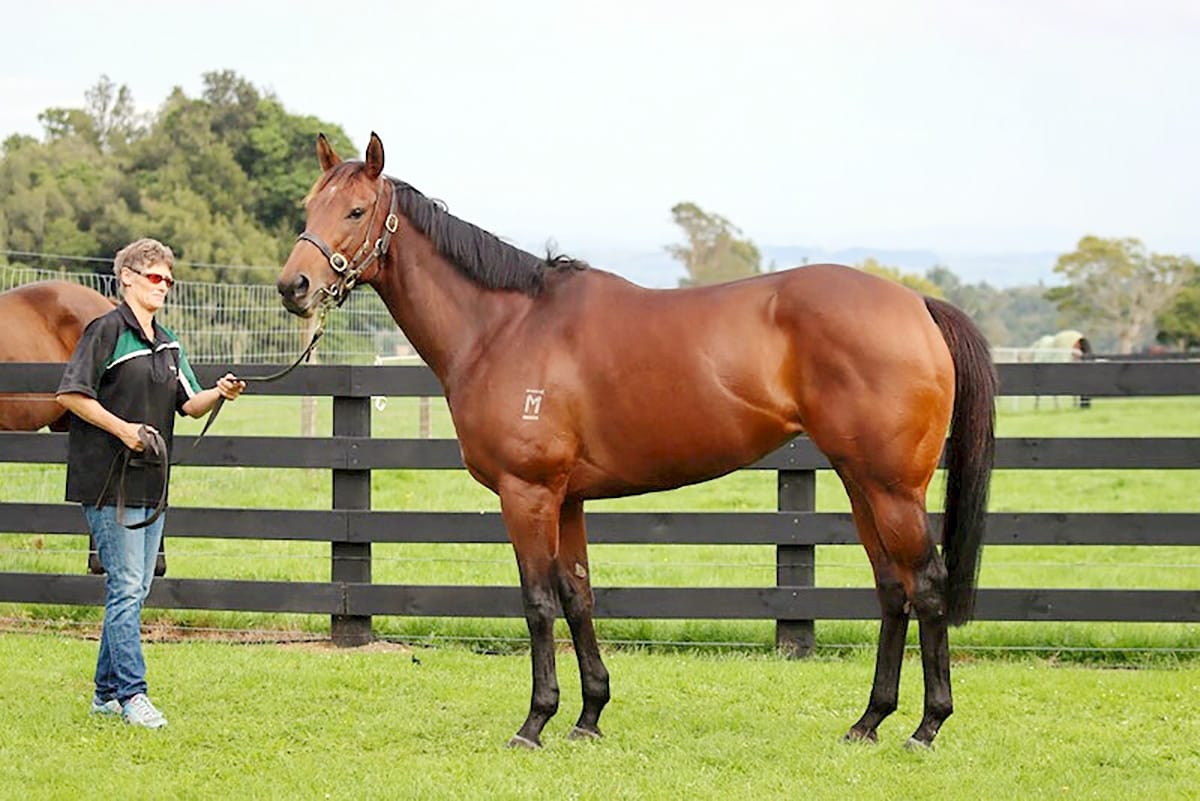 National Online Breeding Stock Sale locked in for July