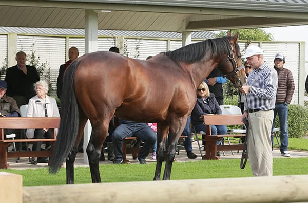 Haunui offer breeders a booking bonus