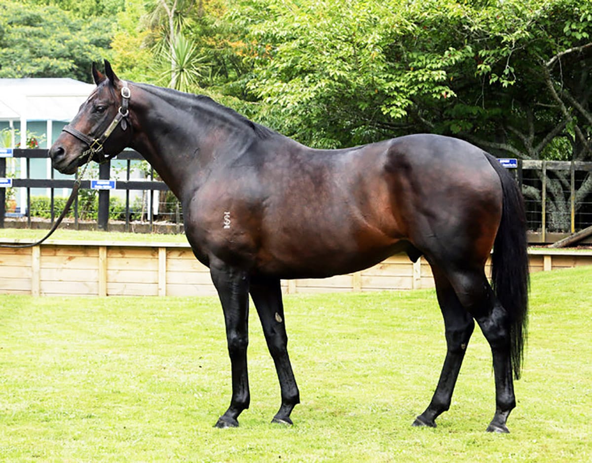 2022 Waikato stallion tour