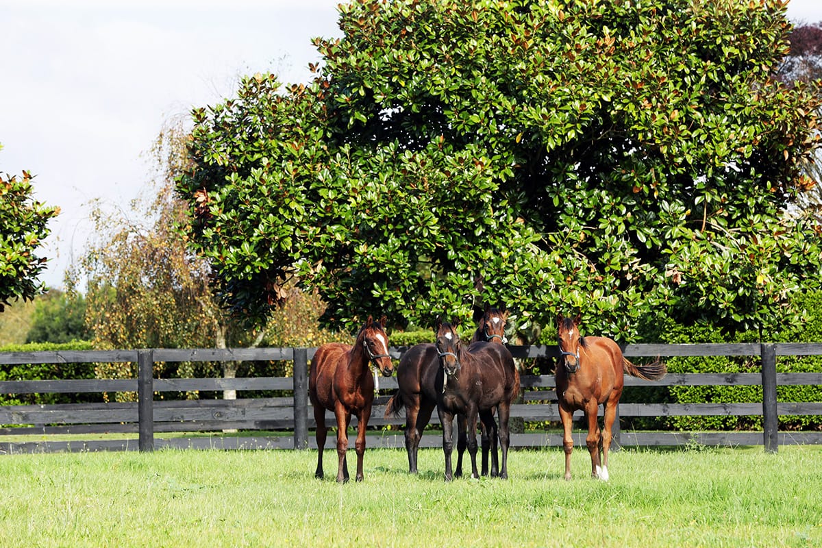 NZTBA Group One Awards