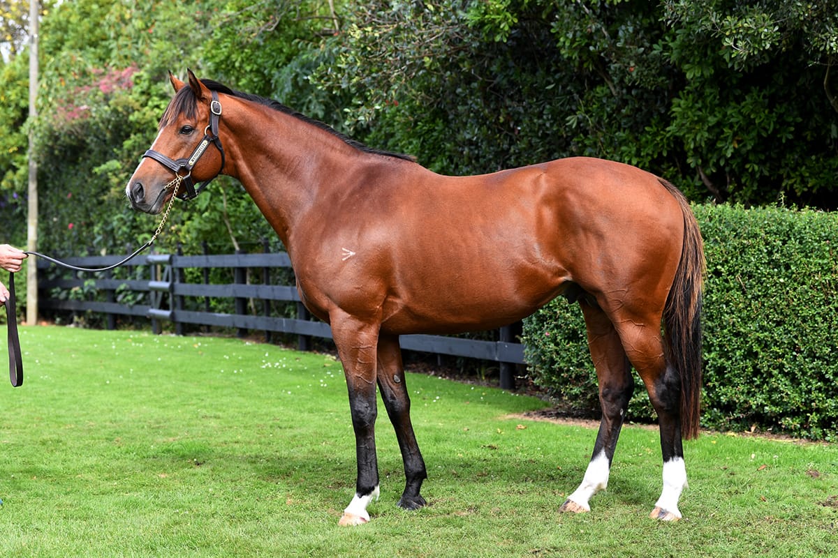 Wyndspelle standing final season at stud in NZ