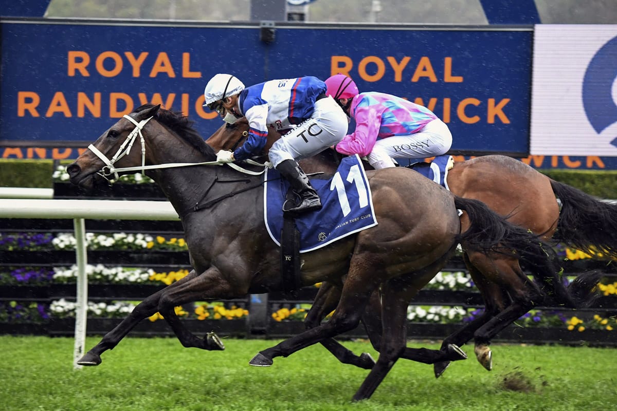 Atishu on song for Shannon Stakes