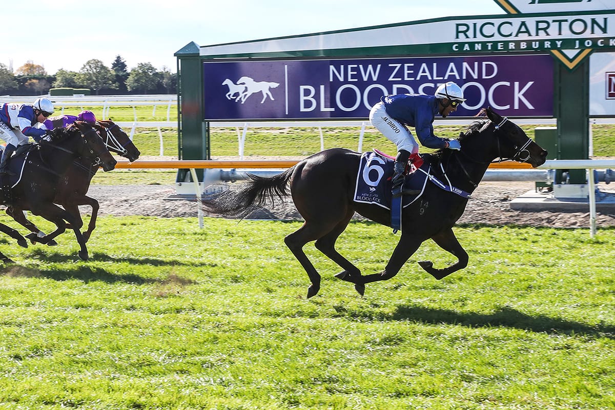 Local trainers have strength in numbers