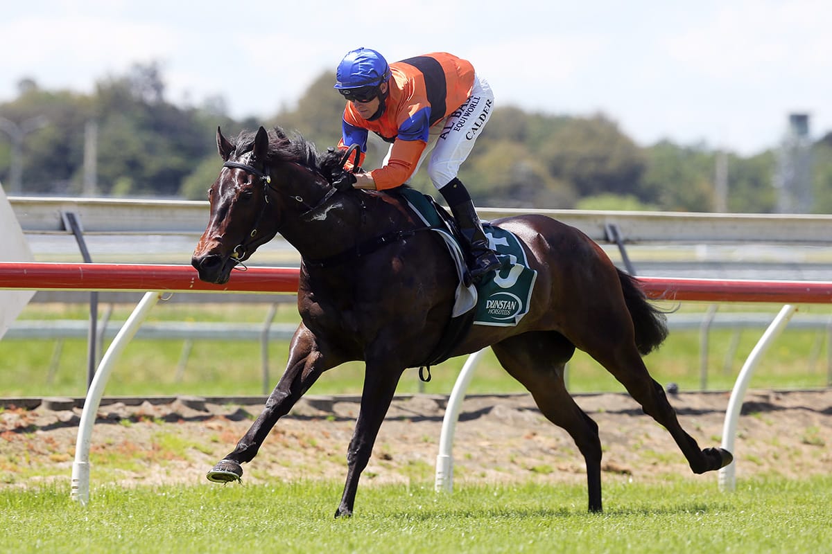 Guineas performer returns to fray