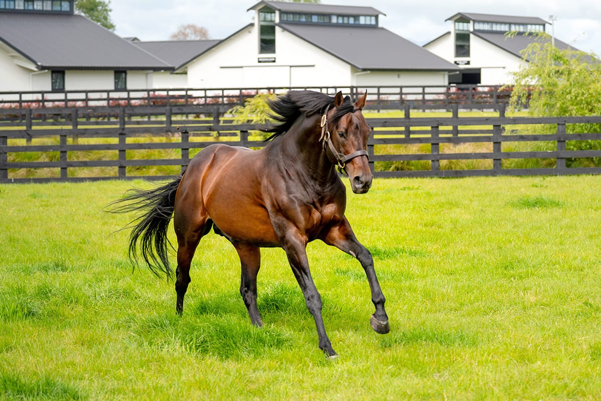 Almanzor making fine Group One impression