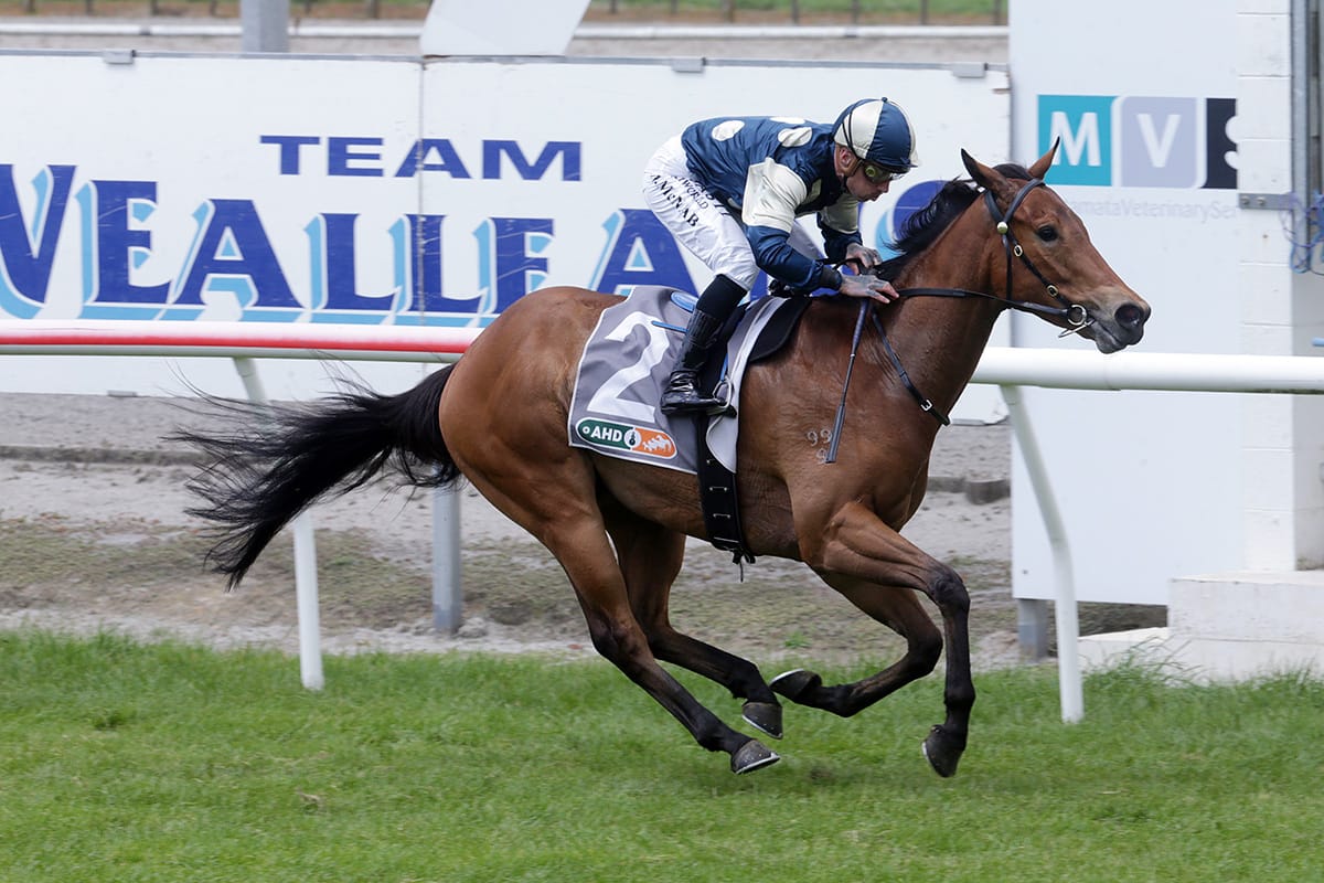 Pier dominant in Hawke’s Bay Guineas