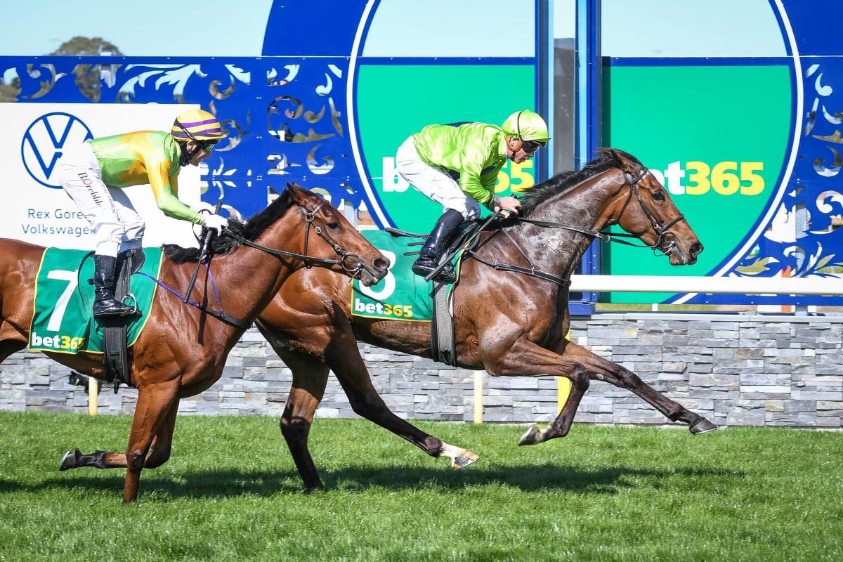 <strong>Adelaide Cup for Tralee Rose</strong>