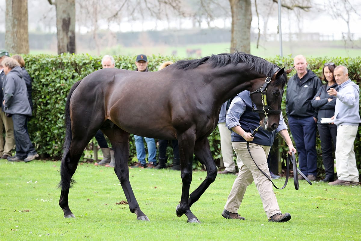 Vadamos shines with first Group One