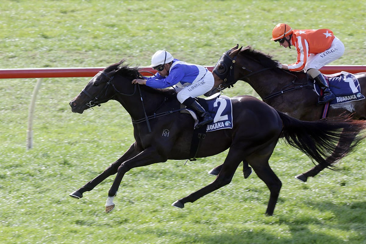 Sacred Satono to take on older sprinters in Counties Bowl