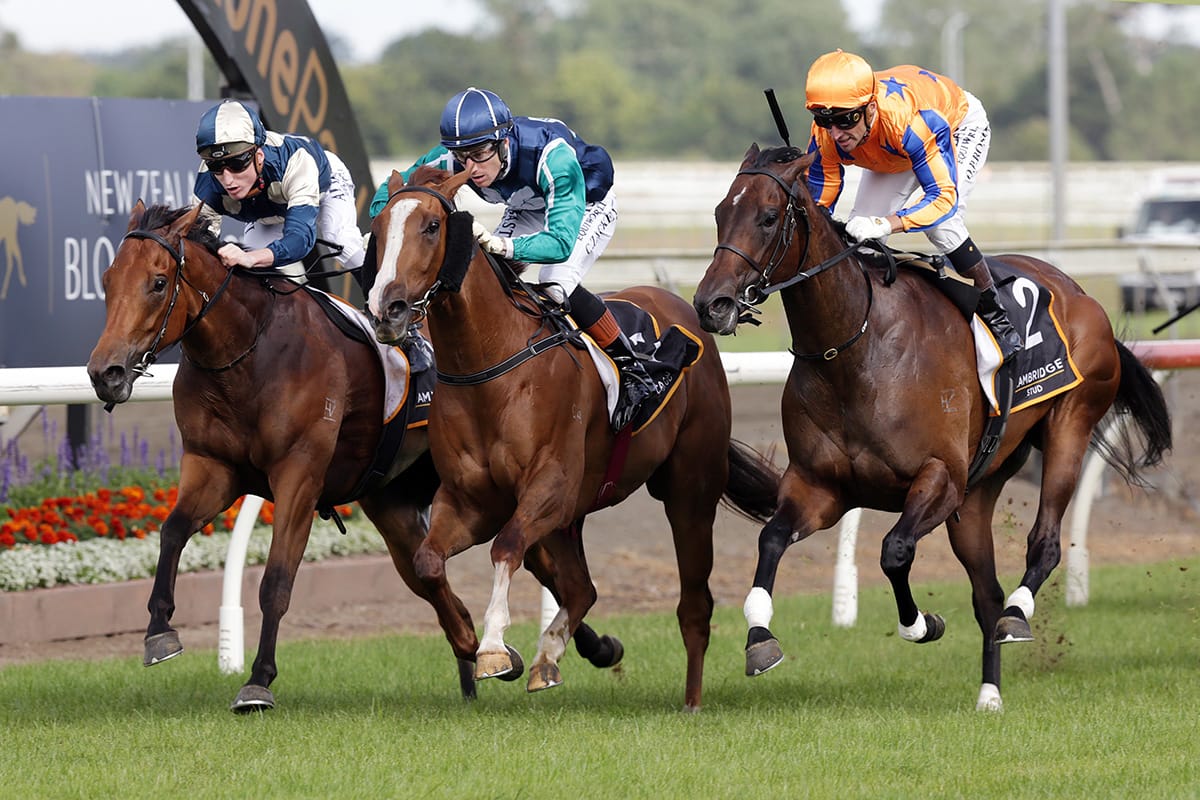 Maven Belle delivers another Almanzor for Te Akau