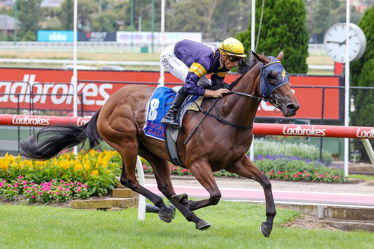 Blinkers bring the best out of No Secret