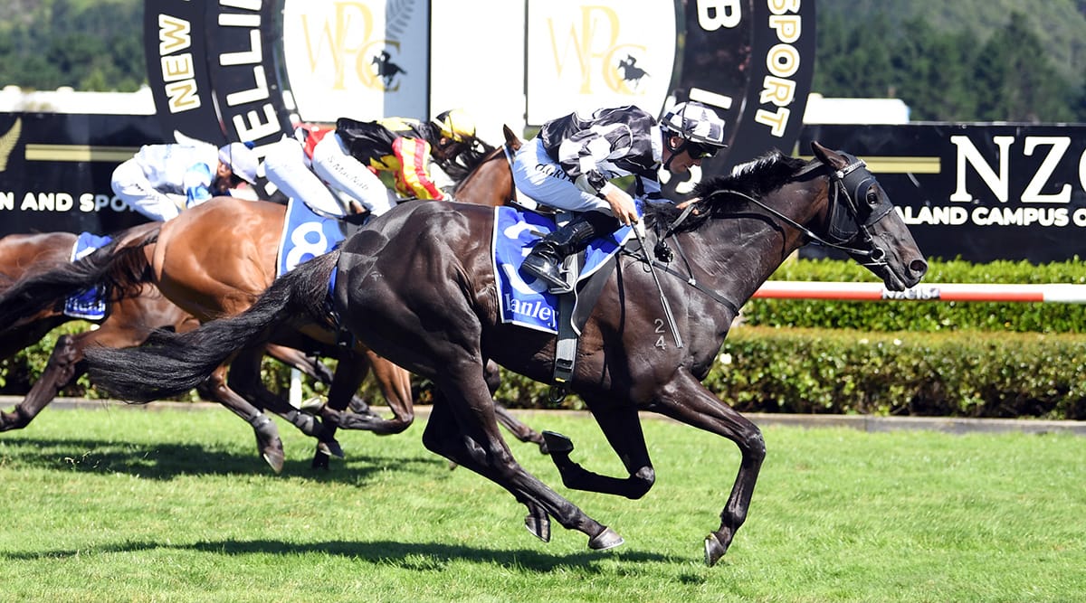 Sharrock eyes the future as he prepares three for Wellington Cup