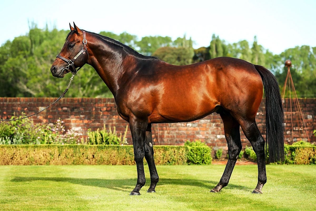 Little Avondale Stallions 2024