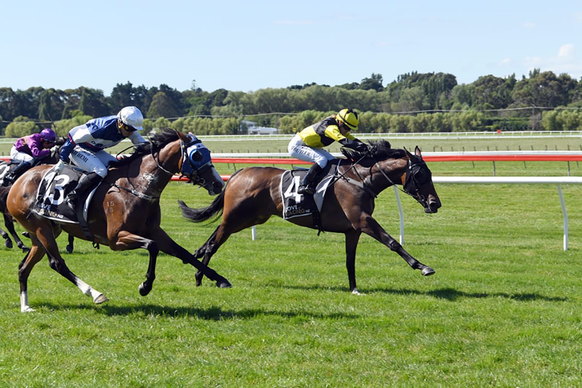 Taranaki Cup test for local mare