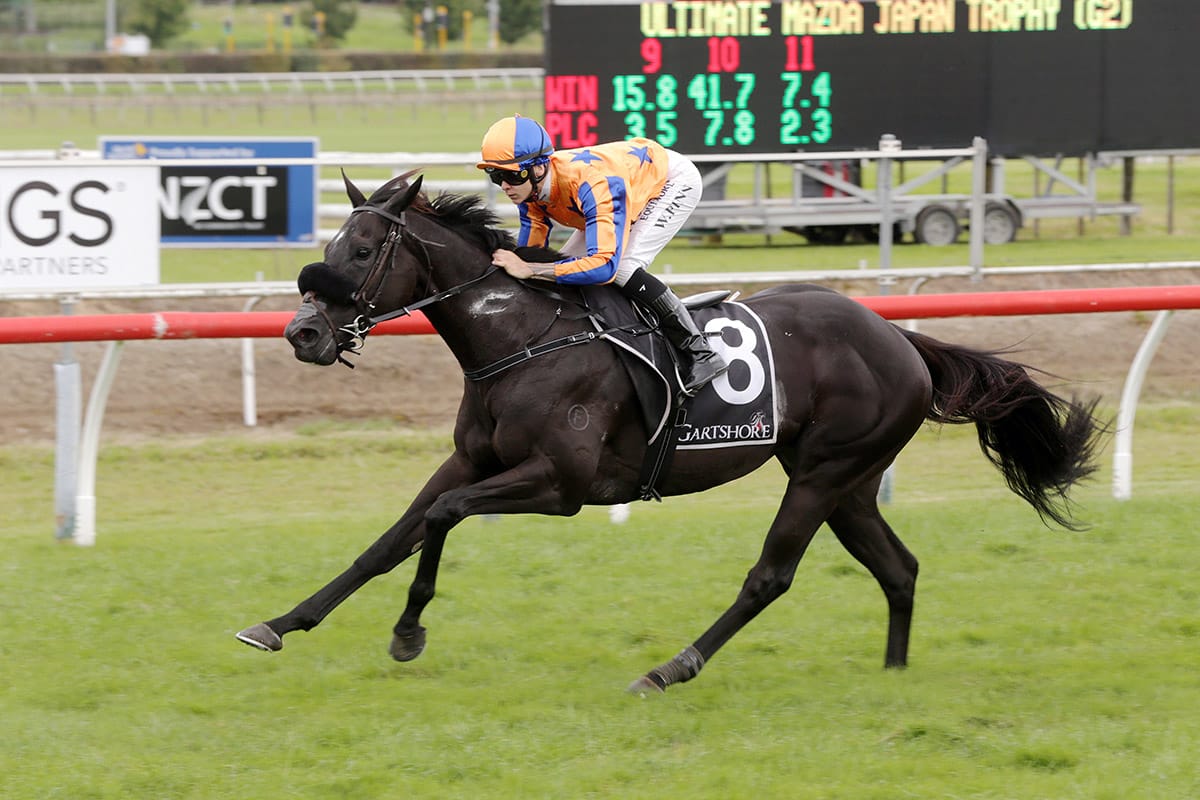 Brando in the spotlight at Tauranga