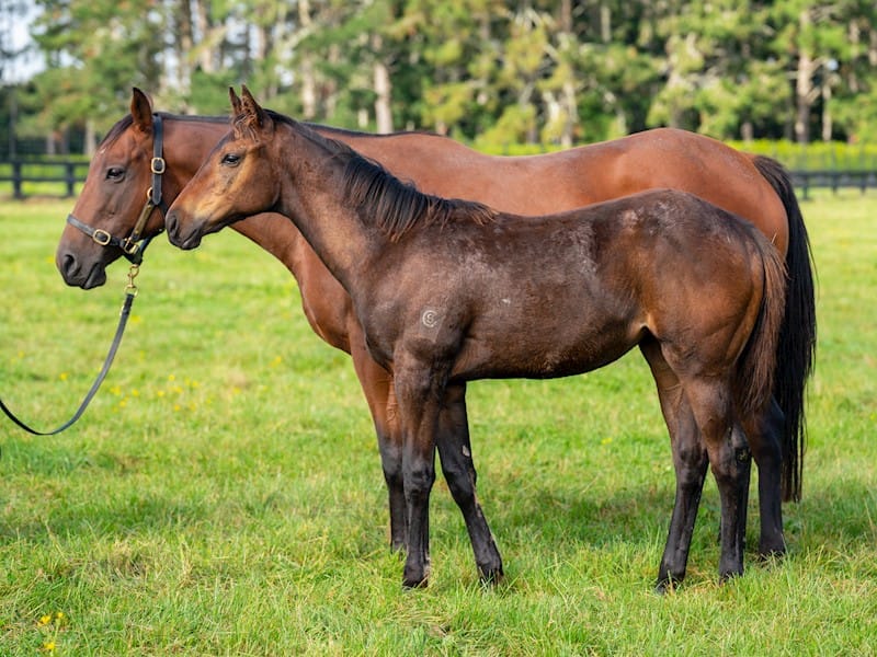 Six broodmare packages first up in Cambridge Stud’s annual reduction