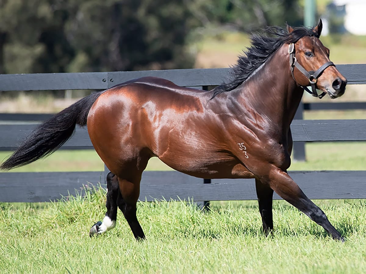 Highview stallion Divine Prophet gets new stakeswinner