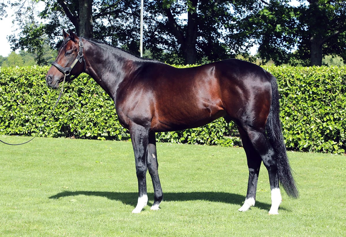 Hall of Fame to benefit from high-quality stallion nominations