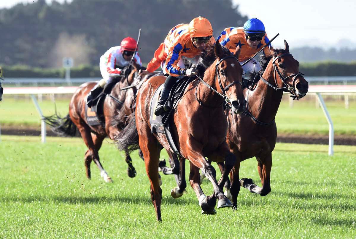Hawera triumph for Stella Splendida
