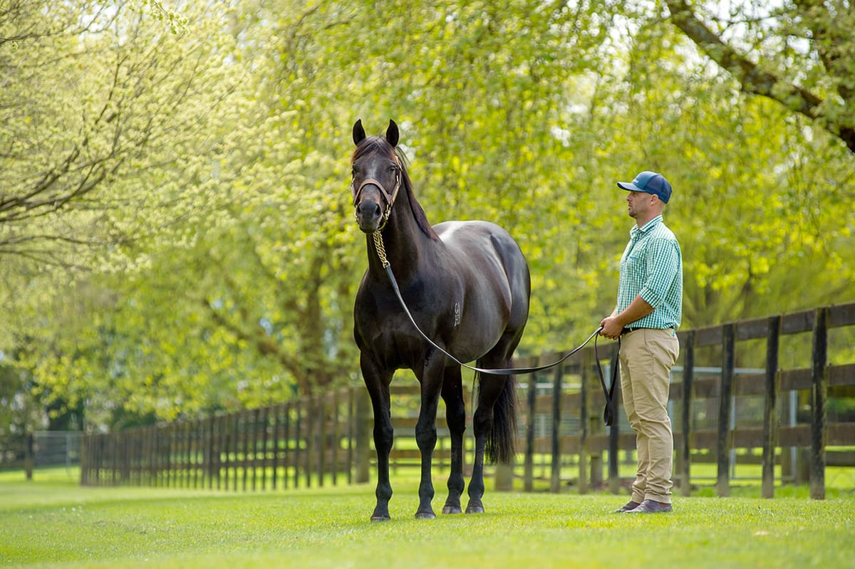 Waikato Stud announces 2023 stallion roster