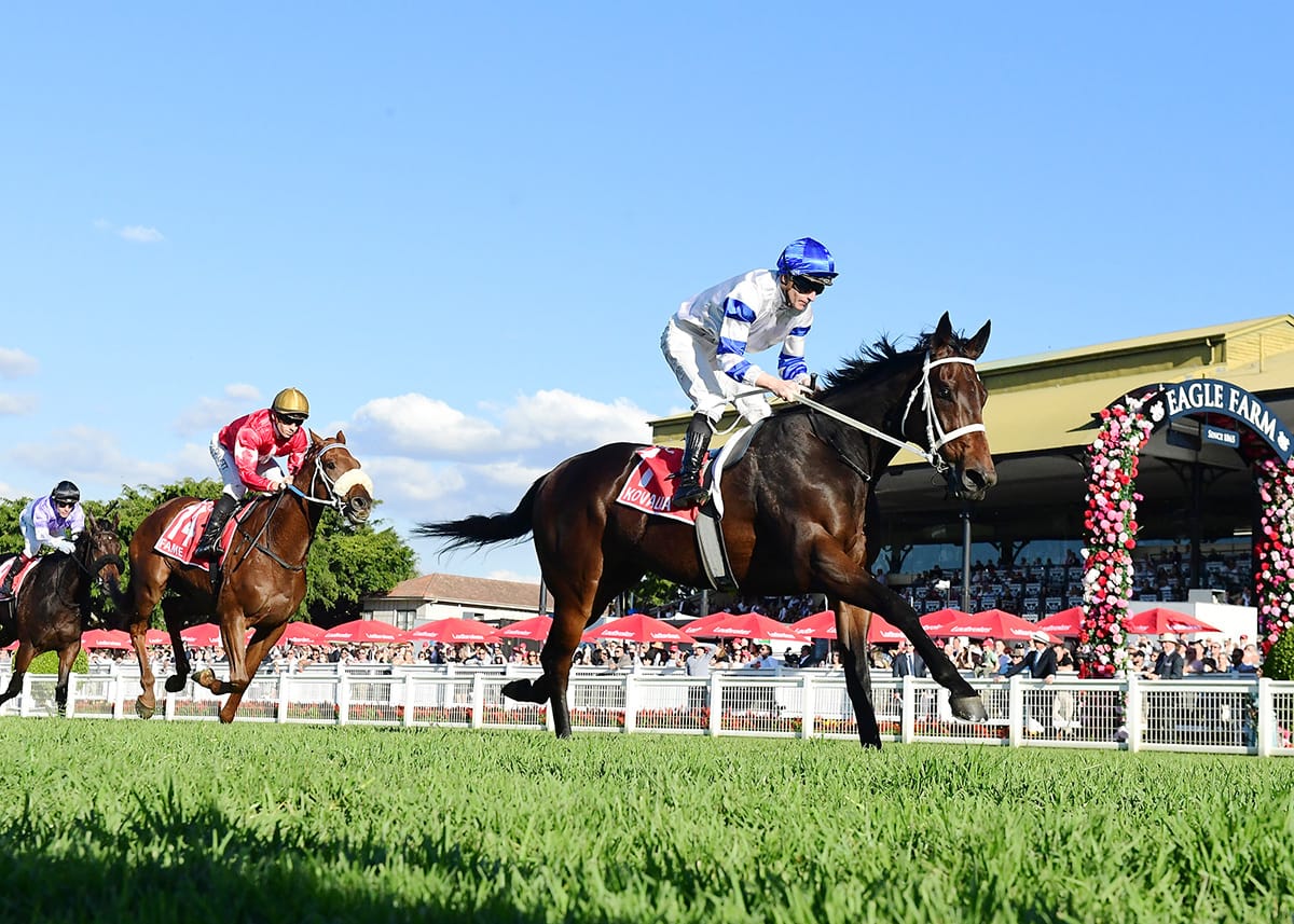 Kovalica a class above in Queensland Derby