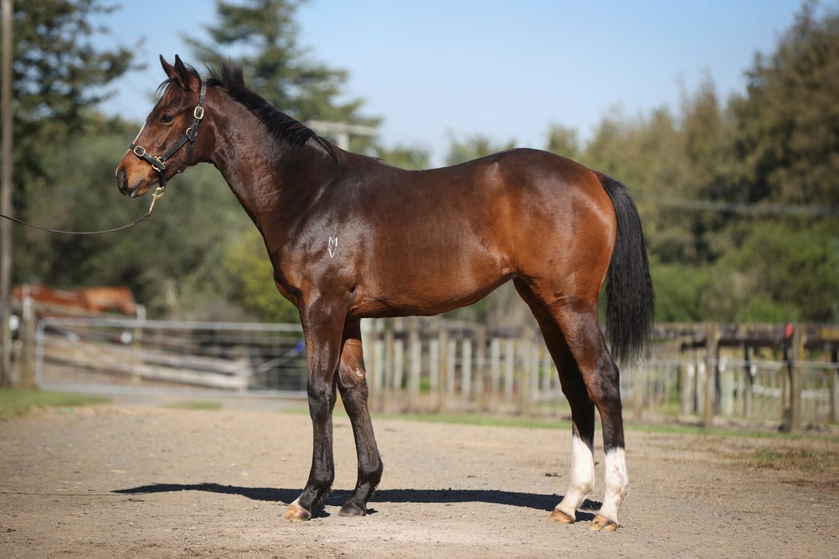 Plenty of Catalogue Highlights in NZB National Weanling & Broodmare Sale