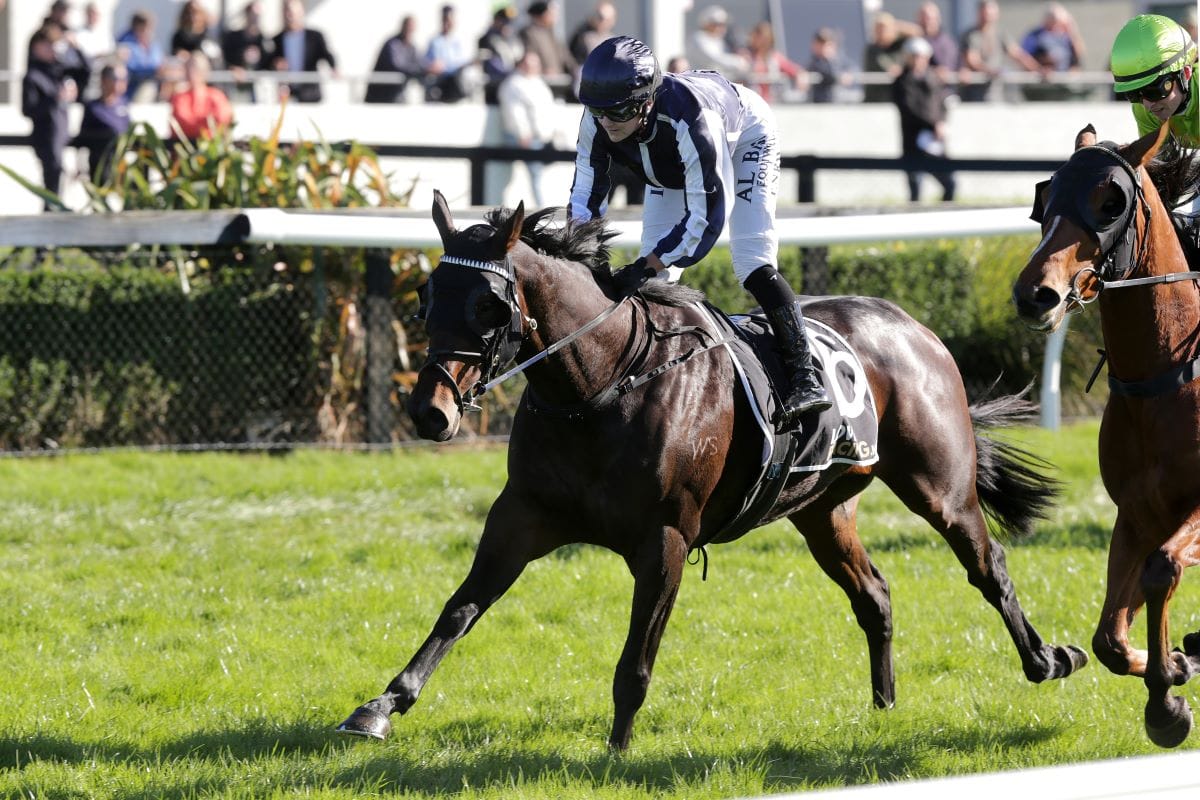 Bargain buy puts young trainer's name up in lights