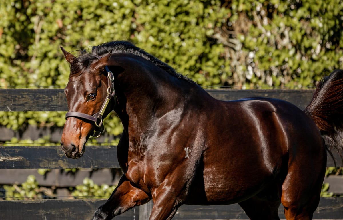 The Chosen One to stand at The Oaks Stud