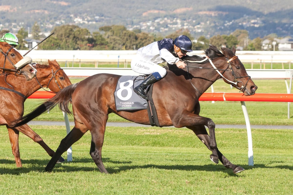 Stakes success for Thought Provoking