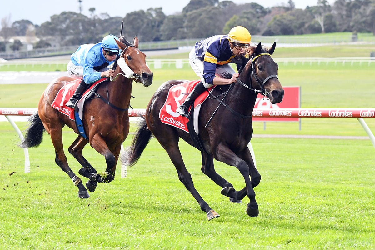 Proisir’s Coeur Volante an impressive juvenile winner